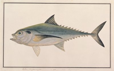 Hardtail Scad, from Drawings of Fishes from Malacca, c.1805-18 by Chinese School